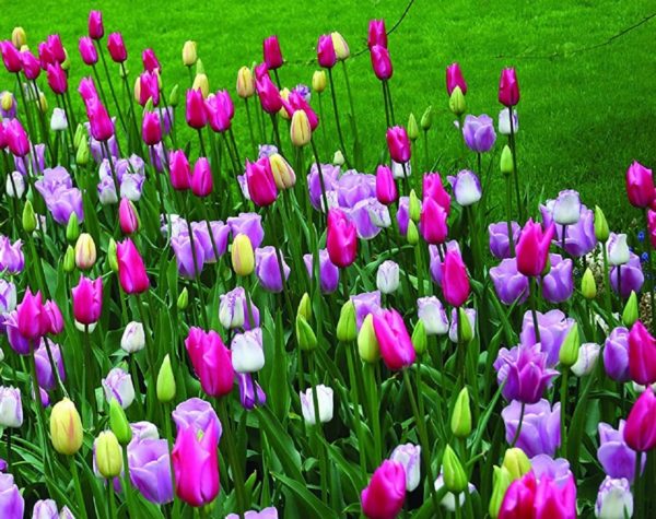 100 Pre Chilled Tulip Bulbs for Forcing - Grow Indoors in Just Water - Mixed Color - Easy to Grow - Vase Not Included - Made in