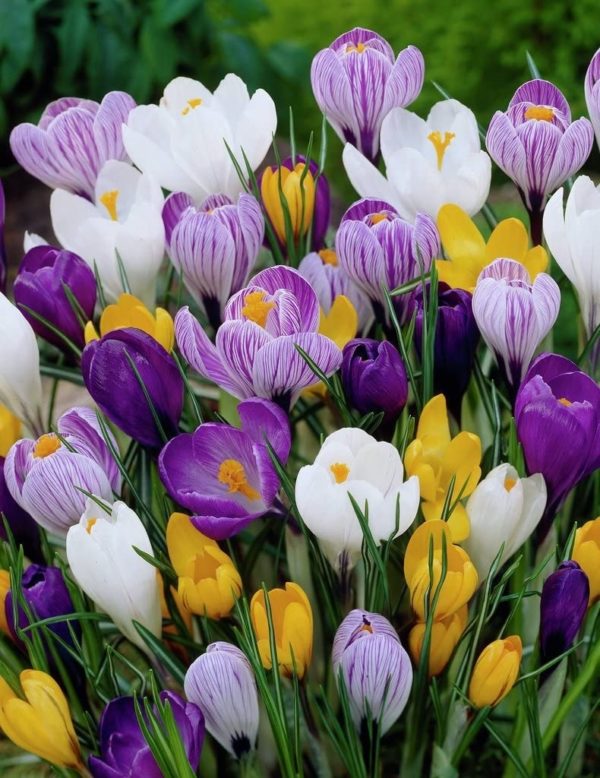 Willard & May Mixed Giant Crocus - 25 Bulbs - Assorted Colors