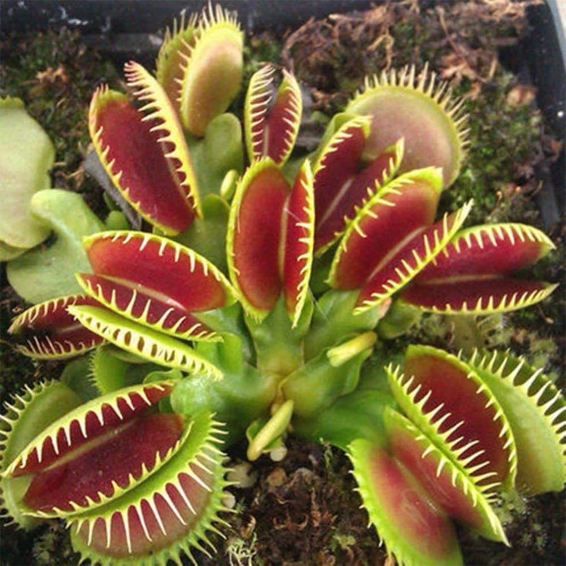 Dionaea Venus Flytrap Indoor House Plant Seed - 10 Seeds - Plants