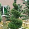 English Yew, Taxus Baccata, Tree Seeds (Evergreen, Topiary) 30 Seeds