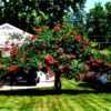 Rare Dark Red Hummingbird Trumpet Vine! HARDY! 20 seeds! Hummingbirds Love It!