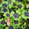 Iron Cross Shamrock Bulbs - 20 Bulbs to Plant - Good Luck Plant - Fast Growing Year Round Color Indoors or Outdoors - Oxalis