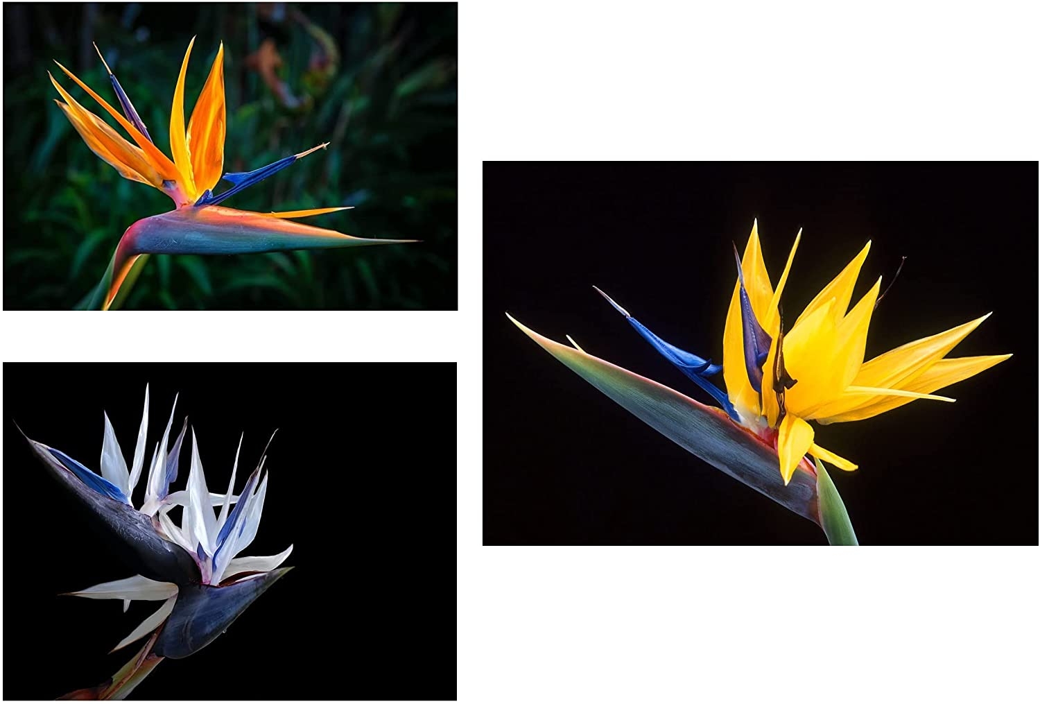 Bird of Paradise Flower Seed Bundle  3 Colors, Orange, Yellow, White  5  Seeds of Each Type to Grow  Great Indoor Tropical  CZ-Grain