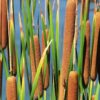 Cattail Seeds for Planting - 2,000+ Seeds - Attractive Aquatic Plant