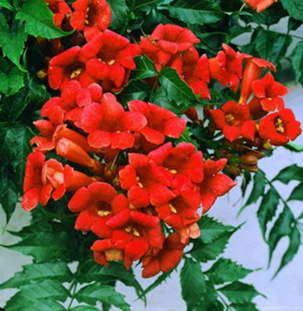 Rare Dark Red Hummingbird Trumpet Vine! HARDY! 20 seeds! Hummingbirds Love It!