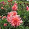 Dahlia Labyrinth Flower Seeds, Exotic Mix 100+ Seeds - Made in USA, Ships from Iowa.