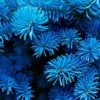 Blue Spruce Seeds for Planting | 30 Seeds | Colorado Blue Spruce, Picea pungens glauca | Attractive Trees fro Privacy or