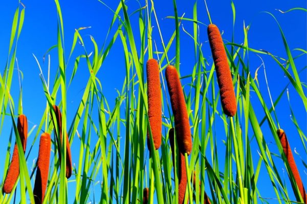 Cattail Seeds for Planting - 2,000+ Seeds - Attractive Aquatic Plant