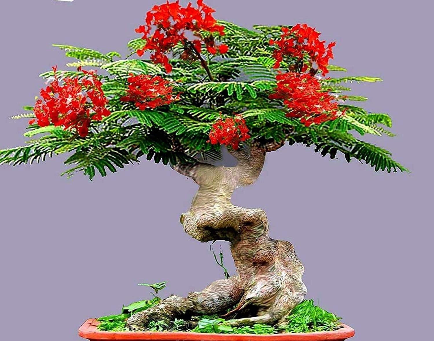 DELONIX FLORIBUNDA @j@ Flamboyant poinciana tree VERY RARE bonsai seed 20 SEEDS 