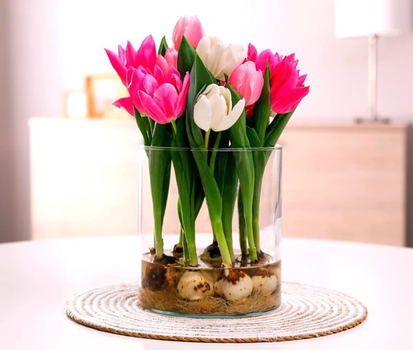 10 Pre Chilled Tulip Bulbs for Forcing - Grow Indoors in Just Water - Mixed Color - Easy to Grow - Vase Not Included - Made in