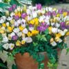 Willard & May Mixed Giant Crocus - 25 Bulbs - Assorted Colors