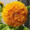 Teddy Bear Sunflower Seeds | 20 Seeds | Exotic Garden Flower | Sunflower Seeds for Planting | Great for Hummingbirds and