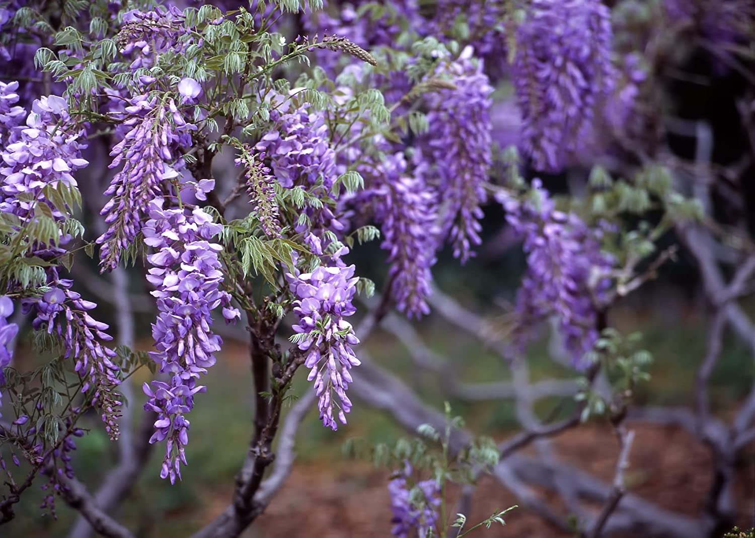 20 Purple Wisteria Seeds for Planting – Stunning Flowering Vine – CZ-Grain