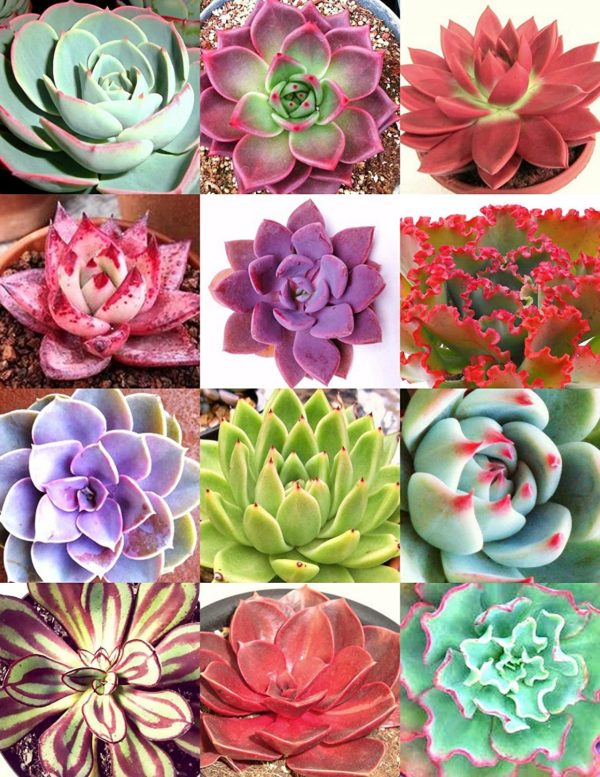 COLOR ECHEVERIA mix, rare exotic succulent HEN & CHICKS seed flowering -20 seeds