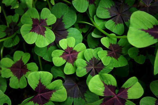 Iron Cross Shamrock Bulbs - 5 Bulbs to Plant - Good Luck Plant - Fast Growing Year Round Color Indoors or Outdoors - Oxalis