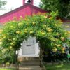 TRUMPET VINE ~Yellow~ "Campus Radicans-Flava" 20+ Perennial Seeds