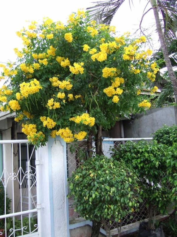 TRUMPET VINE ~Yellow~ "Campus Radicans-Flava" 20+ Perennial Seeds