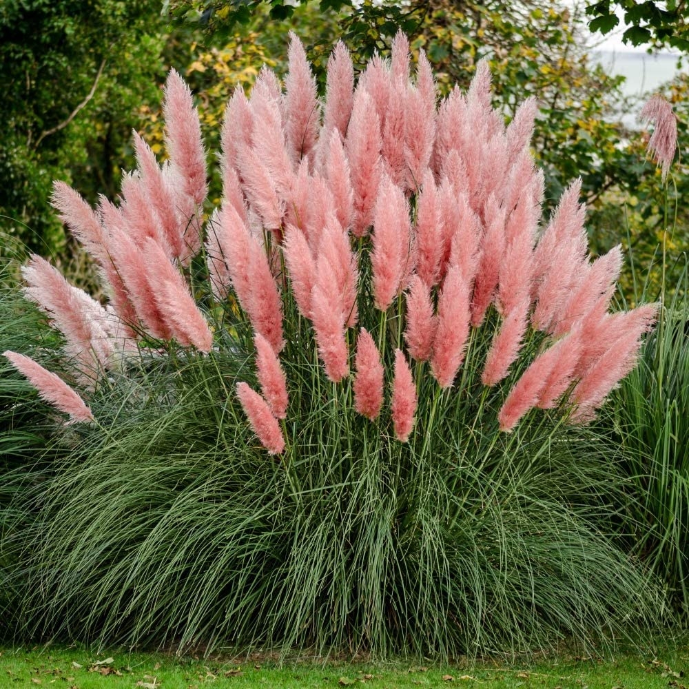 Outsidepride Pampas Grass Seeds - Pink - 2000 Seeds