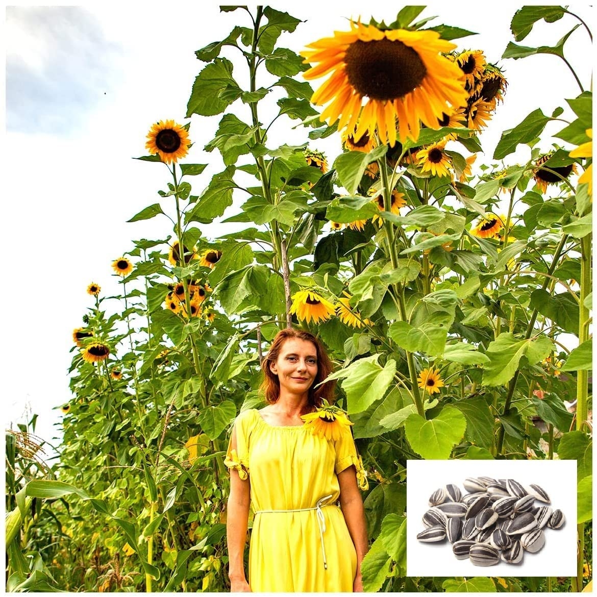 Skyscraper Sunflower Seeds for Planting   21 Seeds   Rare, Exotic ...