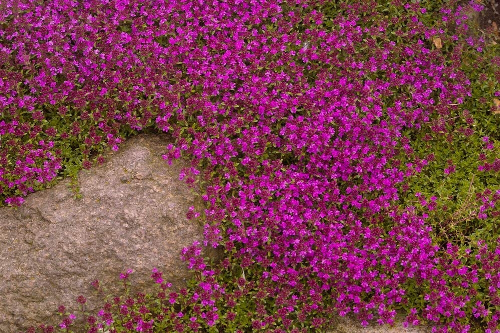 Purple Creeping Thyme Seeds 250, Ground Cover Thyme Seeds