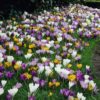 Willard & May Mixed Giant Crocus - 25 Bulbs - Assorted Colors