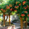 Rare Dark Red Hummingbird Trumpet Vine! HARDY! 20 seeds! Hummingbirds Love It!