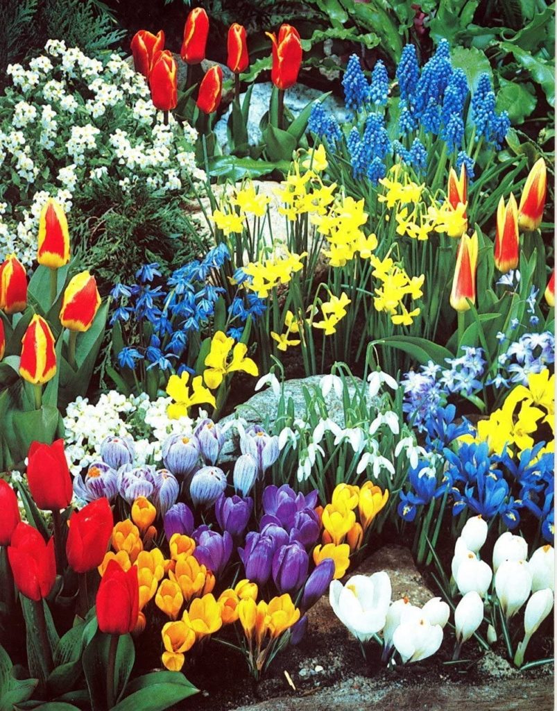 Spring Bulb Sets Complete Spring Flower Bulb Garden – 50 bulbs for 50 Days of Continuous ...