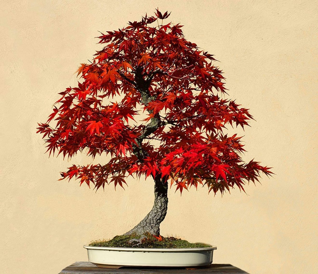 30 Red Maple Bonsai Tree Seeds – Made in USA, Ships from Iowa – CZ-Grain