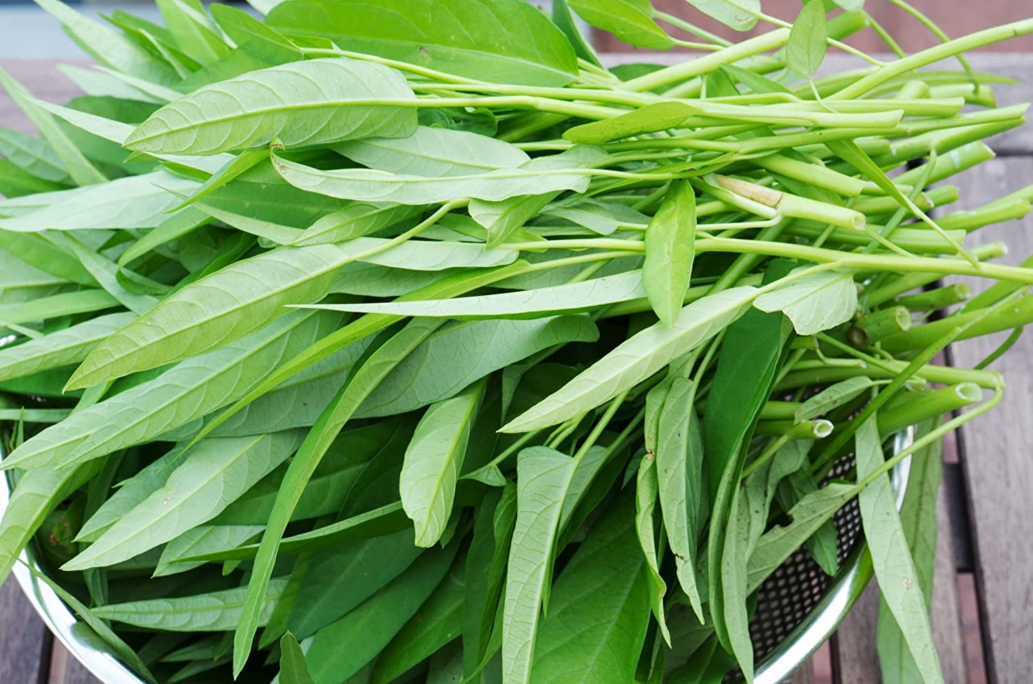 200 Aquatica Water Spinach Bamboo Large Leaf Chinese Vegetable Seeds