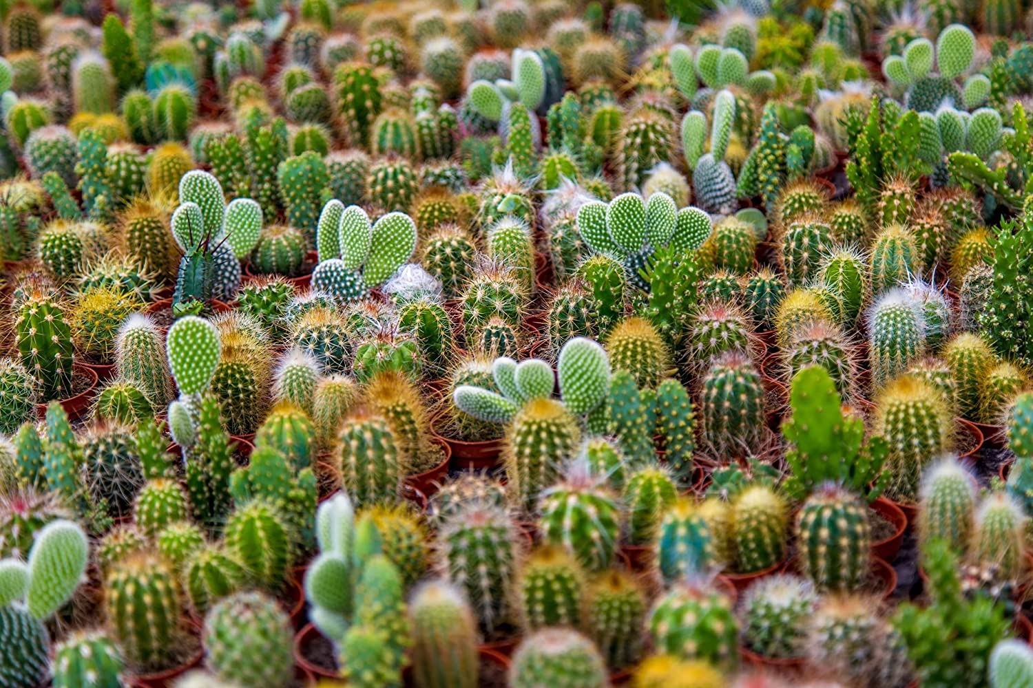 CEMEHA S Cactus Ornemental Exotic Mix Plante Succulente d'intérieur pour la  plantation sans OGM 