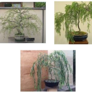 thumbnail image 2 of Rare Dwarf Japanese Curly Willow Tree Cutting - Fast Growing Bonsai Starter - CZ Grain 2 of 3