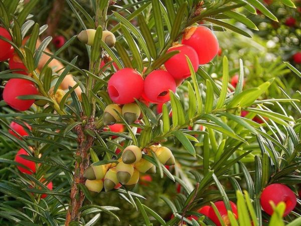 English Yew, Taxus Baccata, Tree Seeds (Evergreen, Topiary) 30 Seeds