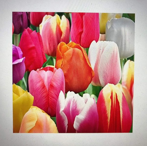 60 Days of Tulips Mixture!! 50 Tulip Bulbs - Tulipa Triumph