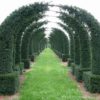 English Yew, Taxus Baccata, Tree Seeds (Evergreen, Topiary) 30 Seeds