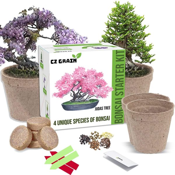 Bonsai Tree Kit - Grow 4 Types of Bonsai Tree from Seed - Highly Desired Species