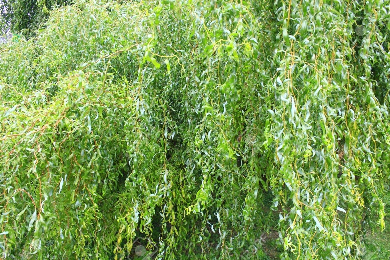 Curly willow is fast-growing ornamental tree – Redlands Daily Facts