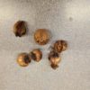 Iron Cross Shamrock Bulbs - 5 Bulbs to Plant - Good Luck Plant - Fast Growing Year Round Color Indoors or Outdoors - Oxalis