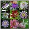 Rare Passiflora incarnata Maypop 10pcs/bag - Beautiful Passion Vine Fruit Flower Seeds