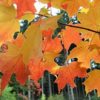 Sugar Maple, Acer Saccharum (Northern), 20 Tree Seeds, Fall Colors!