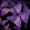 Purple Shamrock Bulbs - 20 Bulbs to Plant - Good Luck Plant - Fast Growing Year Round Color Indoors or Outdoors - Oxalis