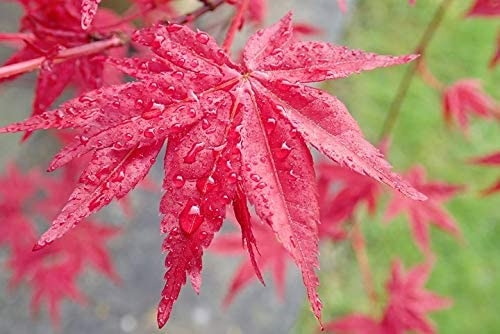 Red Lace Leaf Japanese Maple 30 Seeds Acer Palmatum Atropurpureum Dissectum Seeds Laceleaf 