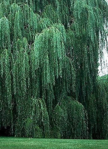 Golden Weeping Willow Tree - Ready to Plant - Live Plant - Memorial Gift -  Beautiful Arching Canopy