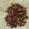 Multi-Colored Broom Corn Seeds - High yields of Beautiful Straw! Very Beautiful!(50 - Seeds)