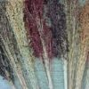 Multi-Colored Broom Corn Seeds - High yields of Beautiful Straw! Very Beautiful!(50 - Seeds)