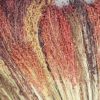 Multi-Colored Broom Corn Seeds - High yields of Beautiful Straw! Very Beautiful!(50 - Seeds)