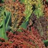 Multi-Colored Broom Corn Seeds - High yields of Beautiful Straw! Very Beautiful!(50 - Seeds)
