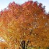 Sugar Maple, Acer Saccharum (Northern), 20 Tree Seeds, Fall Colors!