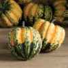 Carnival Acorn Squash Seeds for Planting | Colorful Squash, Grow Your Own Fall Decor - Ships from Iowa, USA (25 Seeds)