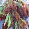 Multi-Colored Broom Corn Seeds - High yields of Beautiful Straw! Very Beautiful!(50 - Seeds)