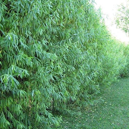 4 Weeping Willow Tree Plant Cuttings Beautiful Vibrant Shade and Privacy Ready to Plant